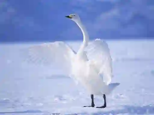 Juego Graceful Swans en línea