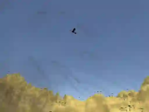 Juego Toucan Shooter en línea