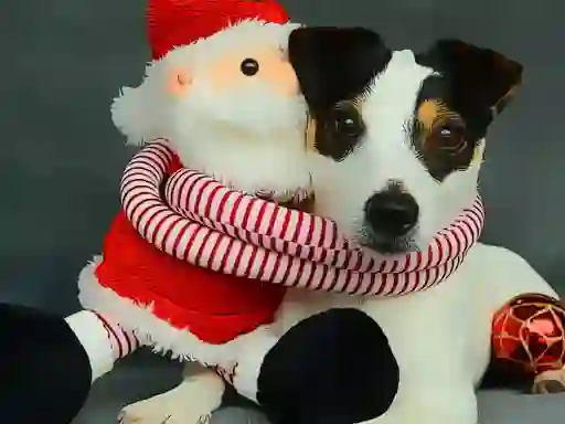 Juego Funny Christmas Dogs en línea