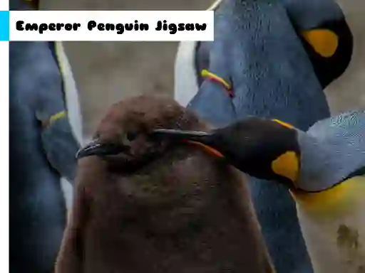 Juego Emperor Penguin Jigsaw en línea
