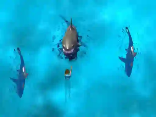 Juego Avoid the Sharks en línea