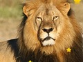 Juego Estrellas ocultas de animales  en línea
