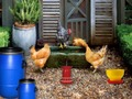 Juego Granja de aves de corral, Pascua, escape  en línea