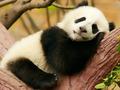 Juego Diferencias con los animales  en línea