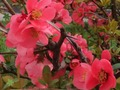 Juego Flores de primavera: Objetos ocultos  en línea