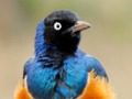 Juego Animal Puzzle: fauna y lógica  en línea