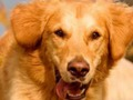 Juego El perro encuentra la diferencia  en línea
