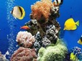 Juego Diferencia submarina del mar  en línea