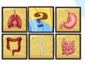 Juego Escáner de órganos humanos  en línea
