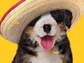Juego Perro gracioso: huesos escondidos  en línea