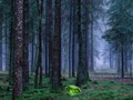 Juego Atardecer místico en el bosque  en línea