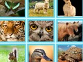 Juego Por ejemplo, cuestionario de fotos en línea