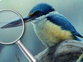 Juego Aves 5 diferencias  en línea
