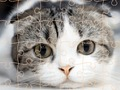 Juego Tiempo de rompecabezas de gatos  en línea
