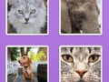 Juego Animales deslizantes de imágenes en línea