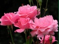 Juego Rosas rosadas  en línea