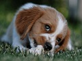 Juego Rompecabezas para perros  en línea