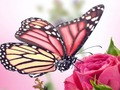 Juego Rompecabezas de mariposas  en línea