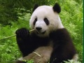 Juego Rompecabezas de pandas en línea
