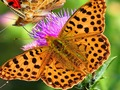 Juego Diapositiva de la mariposa  en línea