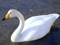 Juego Cisnes agraciados  en línea