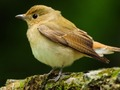 Juego Pájaros adorables  en línea