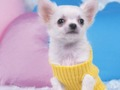 Juego Precioso rompecabezas de cachorros en línea