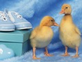 Juego Rompecabezas de criaturas adorables  en línea