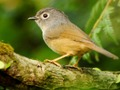 Juego Tobogán de pájaros  en línea