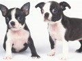 Juego Diapositiva encantadora del perrito  en línea