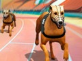 Juego Fiebre de carreras de perros locos  en línea