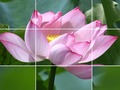Juego Flores de loto  en línea