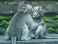 Juego Rompecabezas de chimpancé  en línea