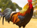 Juego Rompecabezas de pájaros domésticos  en línea