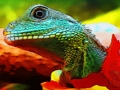 Juego Rompecabezas de dragón de agua chino  en línea