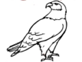Juego Libro para colorear águila  en línea