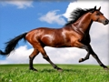 Juego Animales Jigsaw Puzzle Caballos  en línea