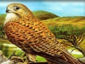 Juego Rompecabezas de aves de presa  en línea