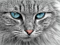 Juego Rompecabezas de ojo de gato  en línea