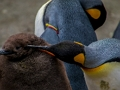 Juego Rompecabezas del pingüino emperador  en línea