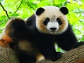 Juego Lindo bebé panda  en línea