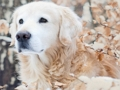 Juego Rompecabezas de mascotas de invierno  en línea