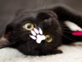 Juego Rompecabezas de gatos lindos  en línea