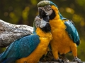 Juego Rompecabezas de loros  en línea