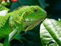 Juego Iguana salvaje  en línea