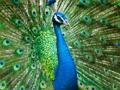 Juego Rompecabezas de pavo real  en línea