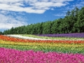 Juego Rompecabezas de jardín de flores de colores  en línea