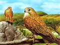 Juego Diapositiva de aves rapaces  en línea