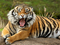 Juego Rompecabezas de animales Tigre  en línea