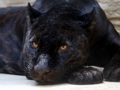 Juego Rompecabezas de Pantera Negra  en línea